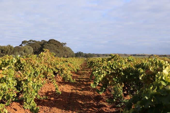 Barossa Valley, South Australia, Australia